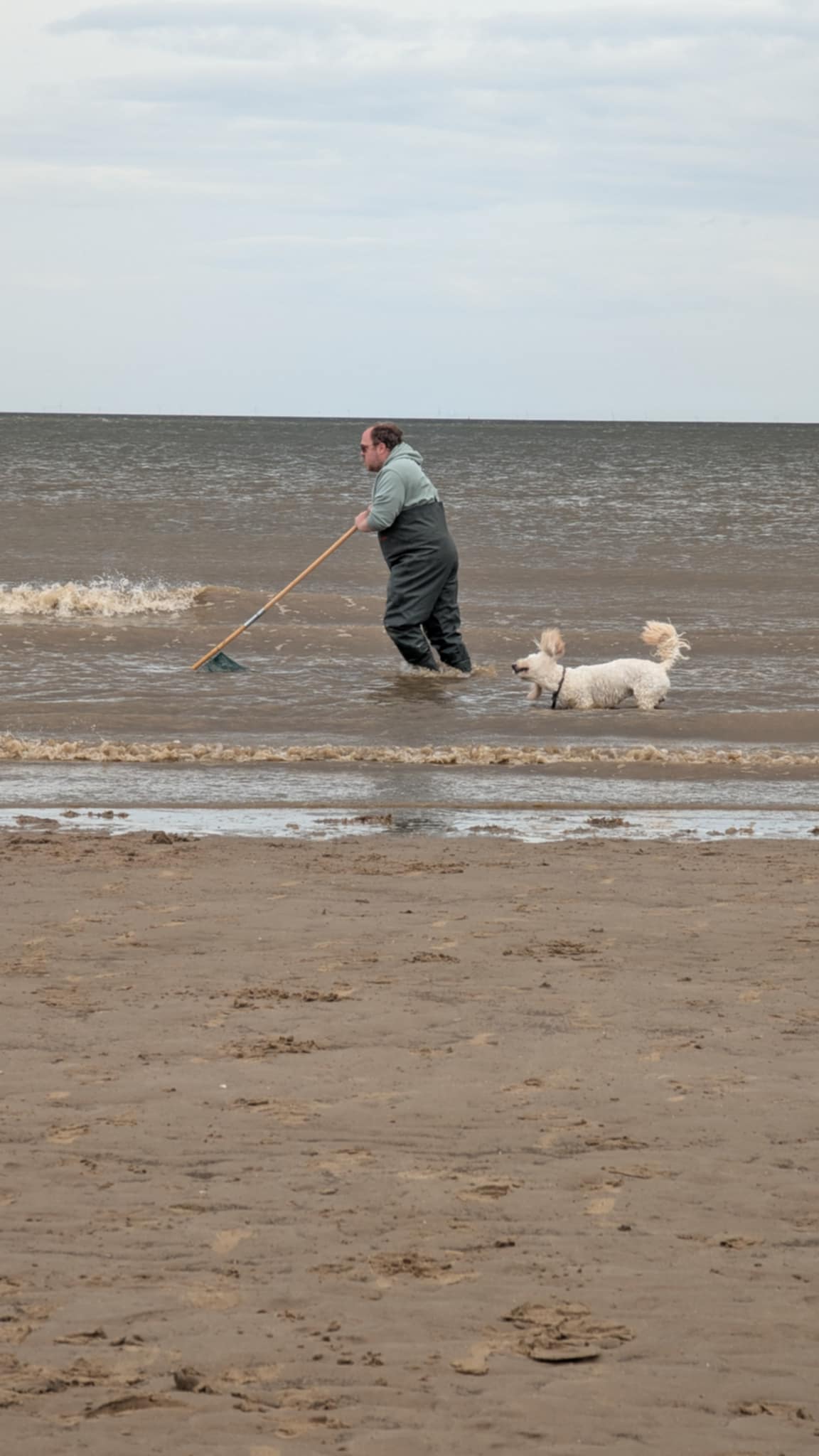 Pushing a shrimp net through shallow water at low tide