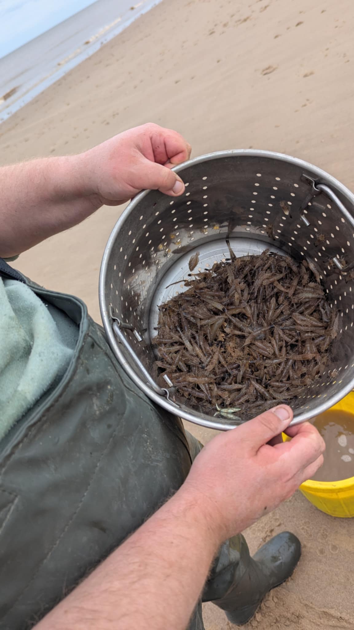 Bucket of freshly caught brown shrimp