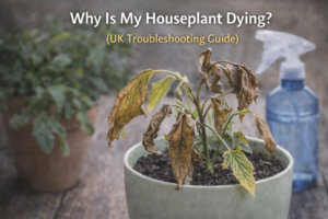 Dying houseplant with brown leaves showing signs of overwatering and stress