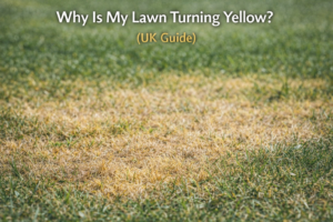 Yellow patches on a lawn showing dry grass and heat stress