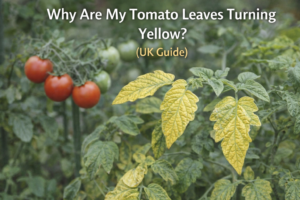 Tomato plant with yellow leaves and red tomatoes showing nutrient deficiency